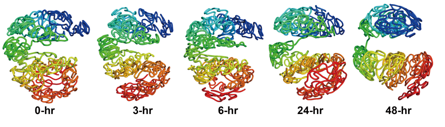 Inferring the three-dimensional structures of the X-chromosome during X-inactivation