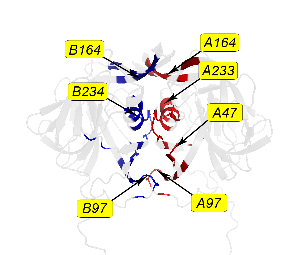 Protein models